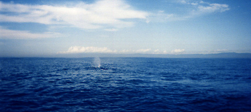 クジラ潮吹き
