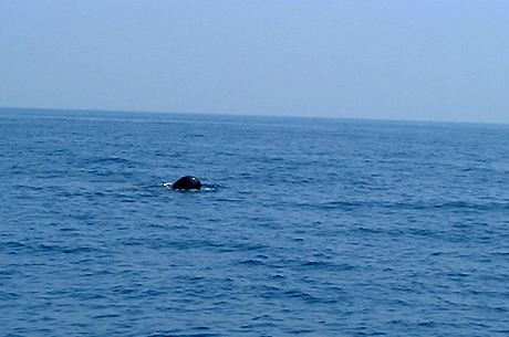 4～5頭のマッコウクジラ