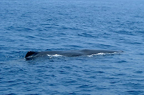 鯨が悠然と泳ぐ海