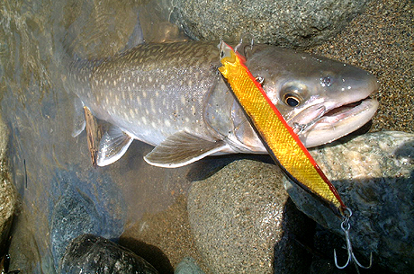 54cmの良型岩魚