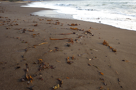 海藻、枝、葉っぱ