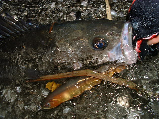 ハンドメイドルアーの作り方：干潟地帯で実釣テスト5　59cmのフッコに喰われた